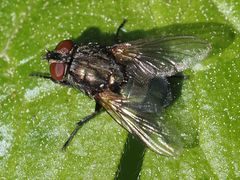 Protocalliphora azurea