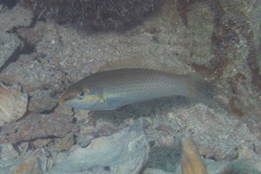 Halichoeres chloropterus