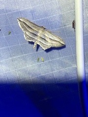 Arcobara multilineata