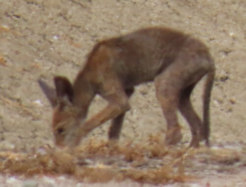 iNaturalist observation photo of Coyote