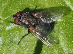 Protocalliphora azurea