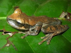 Osteocephalus deridens