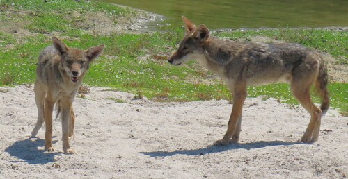iNaturalist observation photo of Coyote