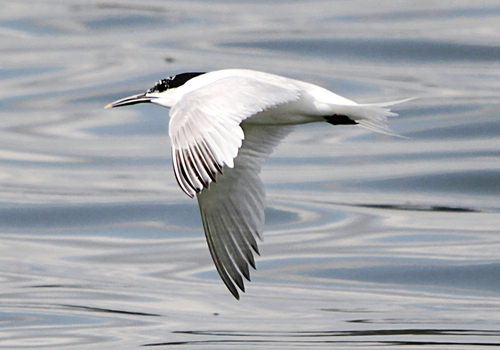 Sandwich Tern