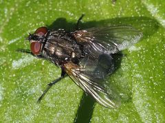 Protocalliphora azurea