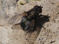 Protocalliphora azurea