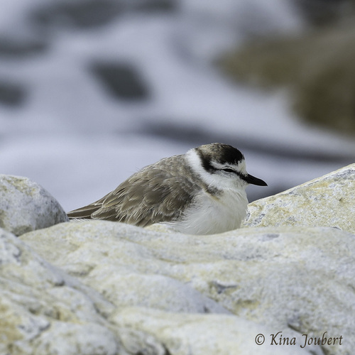 iNaturalist image