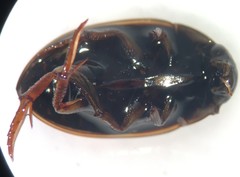 Tropisternus collaris viridis