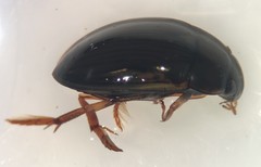 Tropisternus collaris viridis