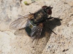 Protocalliphora azurea