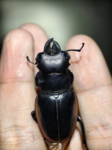 Odontolabis cuvera sinensis