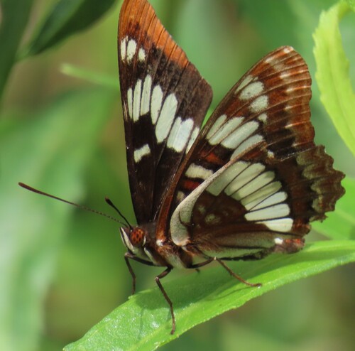 iNaturalist observation photo of Lorquin's Admiral