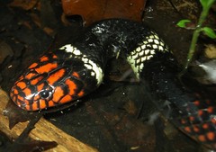 Micrurus surinamensis