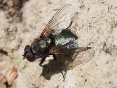 Protocalliphora azurea