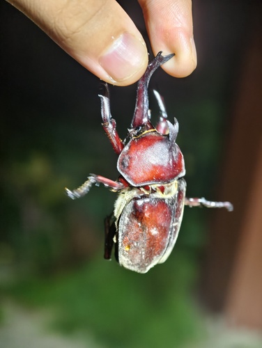 Japanese Rhinoceros Beetle