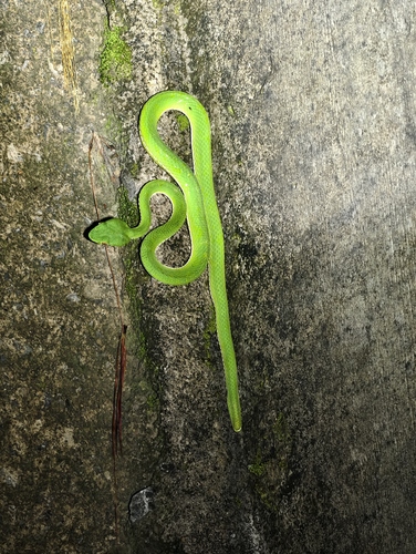 Chinese Green Tree Viper
