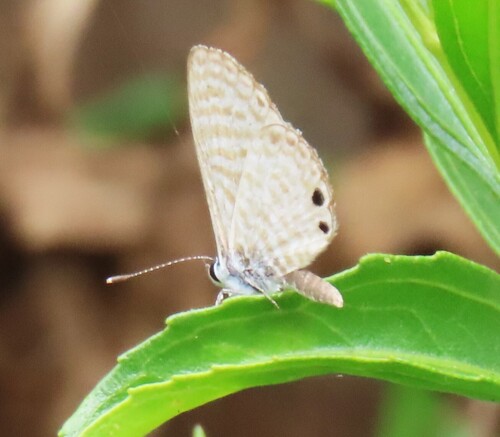 iNaturalist observation photo of Marine Blue