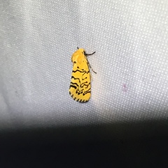 Chrysoecia atrolinea