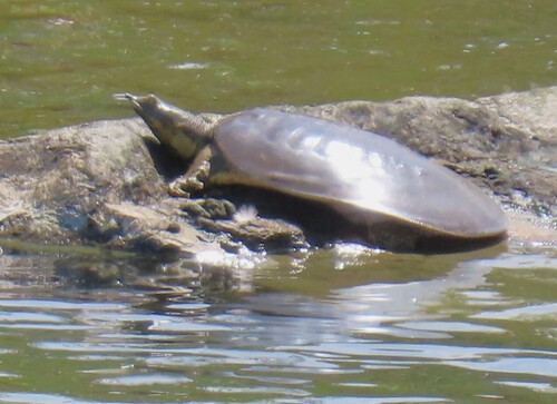 iNaturalist observation photo of American Softshells
