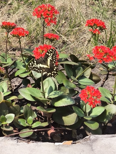 Citrus Swallowtail