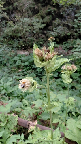 Cabbage Thistle