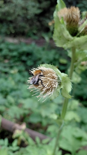 Common Carder Bumble Bee
