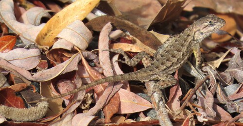 iNaturalist observation photo of Western Fence Lizard