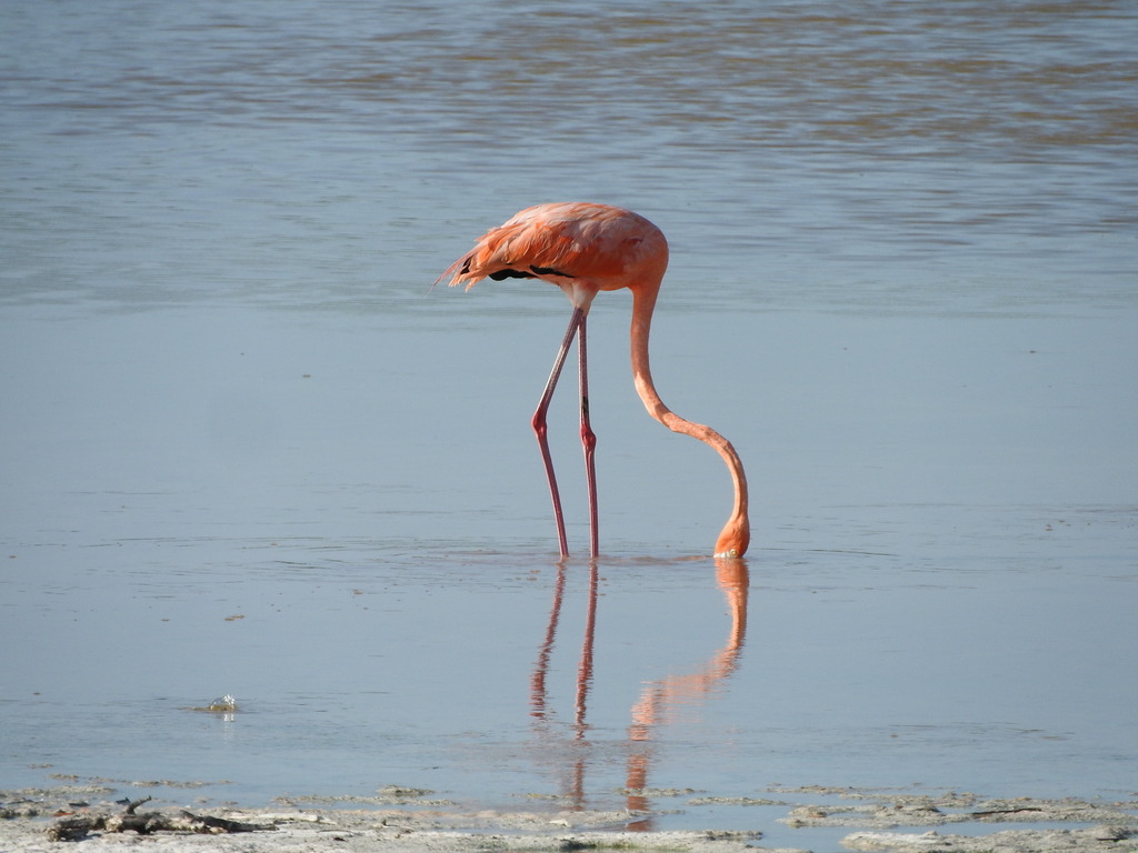 American flamingo wading in shallow water with its head lowered toward the surface, Yucatán, Mexico