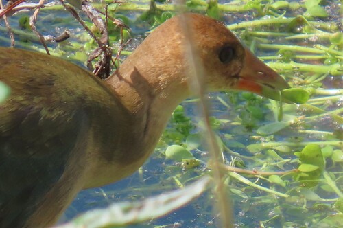 iNaturalist observation photo of Purple Gallinule