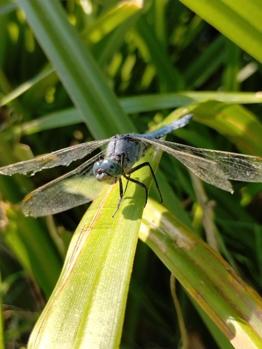 Keeled Skimmer