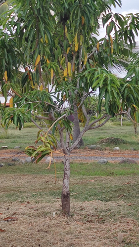 Indian mango (Mangifera indica)