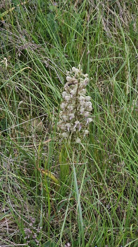 Himantoglossum hircinum, photograph 4