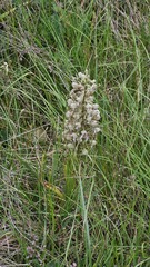 (c) Claude Kolwelter, some rights reserved (CC BY) Himantoglossum hircinum, photograph (c) Claude Kolwelter, some rights reserved (CC BY)