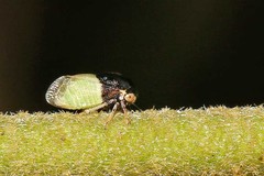 Micrutalis