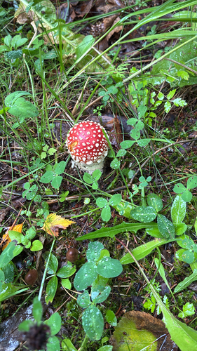 Fly Agaric