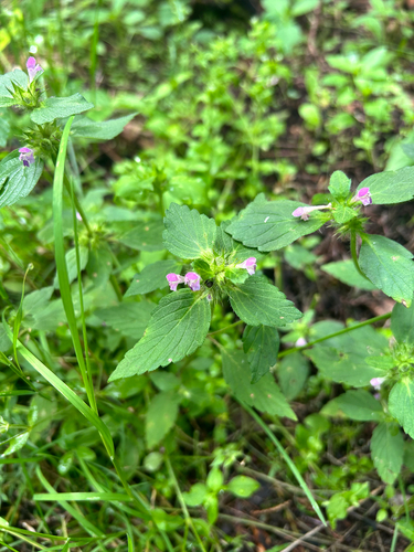 Bifid Hemp-nettle