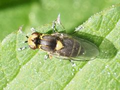 Chlorops