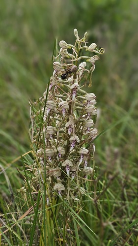 Himantoglossum hircinum, photograph 3