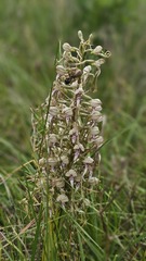 (c) Claude Kolwelter, some rights reserved (CC BY) Himantoglossum hircinum, photograph (c) Claude Kolwelter, some rights reserved (CC BY)