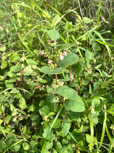 Western Snowberry