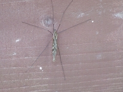 Tipula coquilletti