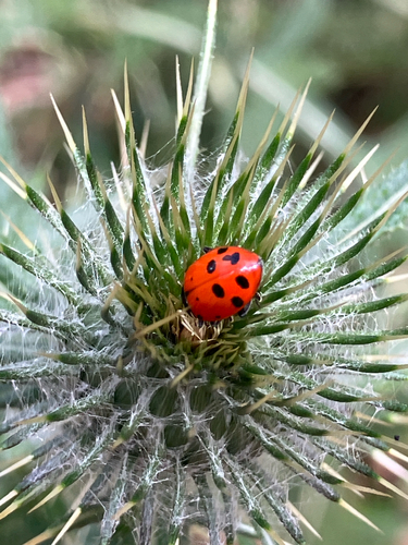 iNaturalist observation photo of Convergent Lady Beetle