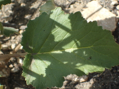 Hydrophylloideae