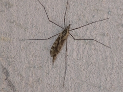 Tipula coquilletti