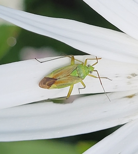 Potato Mirid