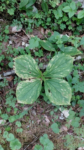 Herb Paris