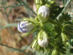 Hydrophylloideae