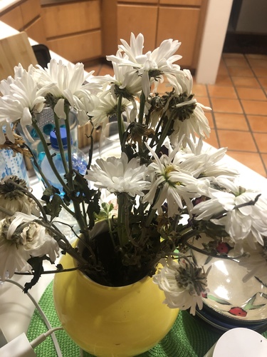 Chrysanthemum morifolium iNat (3)