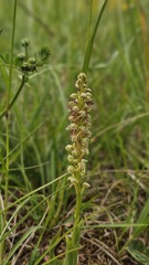 Orchis anthropophora, photograph (c) Claude Kolwelter, some rights reserved (CC BY)