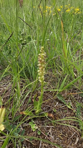 Orchis anthropophora, photograph 6